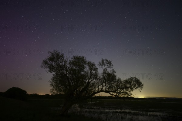 Northern lights aurora borealis over an old pasture on the Hunte dyke, Dümmerniederung nature park