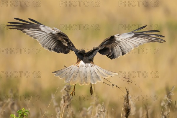 Marsh harrier (Circus aeruginosus) in the air with spread wings hovering over a field with reeds,