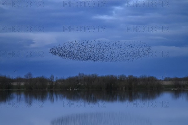 A dense flock of starlings (Sturnus vulgaris) flies over a lake with a reflection of the blue sky,