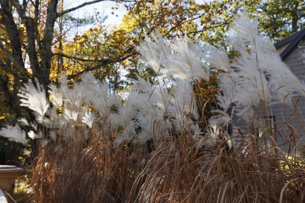 Chinese reed (Miscanthus sinensis), inflorescence in autumn, ornamental grass in partial shade,