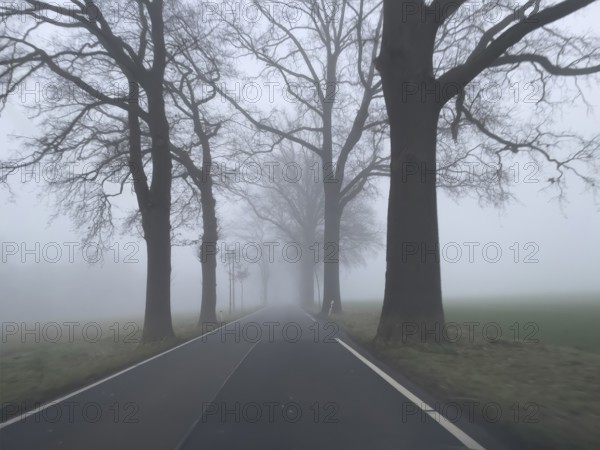 Driver's perspective view of foggy, foggy country road with trees next to the road in thick fog in
