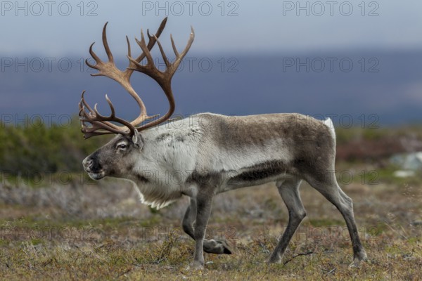 A reindeer bull (Rangifer tarandus) walks across the autumn tundra during the rut, rut, autumn,