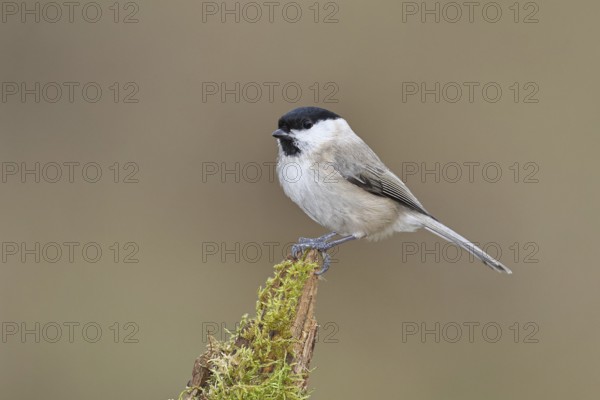 Willow Tit (Parus montanus), Willow Tit (Parus montanus) sitting on a branch overgrown with moss,