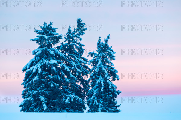 Winter spruces (Picea), pine family (Pinaceae), snow, winter, dawn, Leibertingen, Danube valley,