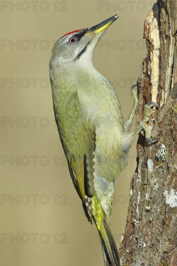 Grey-headed woodpecker (Picus canus), male sitting on a tree stump overgrown with moss and lichen,