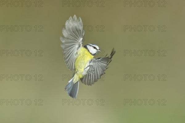 Blue tit (Parus caeruleus) in flight, flight photo, high speed flight photo Wilnsdorf, North