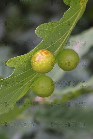Oak gall wasp (Cynips quercusfolii), oak sponge gall on the underside of a leaf of a pedunculate