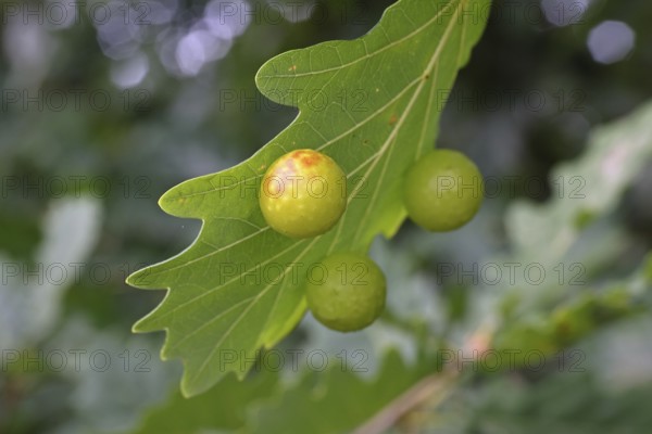 Oak gall wasp (Cynips quercusfolii), oak sponge gall on the underside of a leaf of a pedunculate