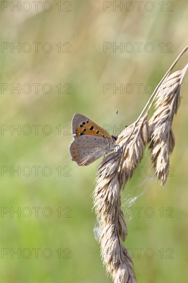 Small copper (Lycaena phlaeas) in a meadow, Gambach nature reserve, Burbach, North