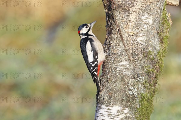 Great spotted woodpecker (Dendrocopus major), male, foraging on the trunk of a common birch (Betula