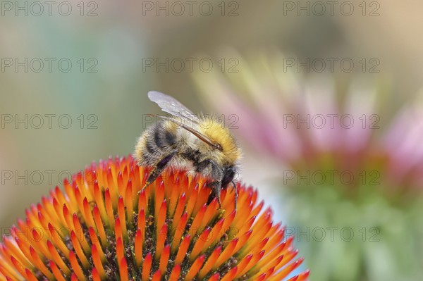 Field bumblebee (Bombus pascuorum), collecting nectar on a purple coneflower (Echinacea purpurea),
