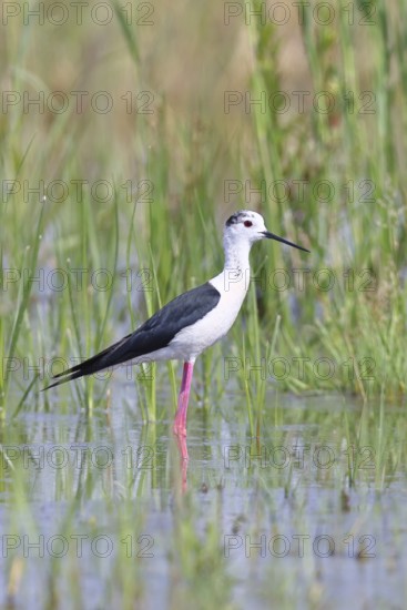 Stilt (Himantopus himantopus), adult bird standing in the reeds of the shore vegetation, wildlife,