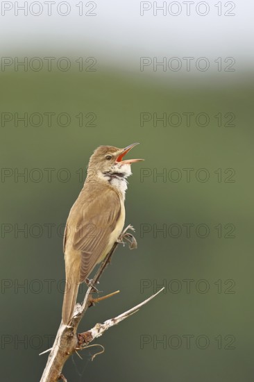 Great Reed Warbler (Acrocephalus arundinaceus), with open beak, singing, twittering, sitting on a