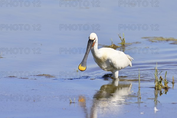 Spoonbill (Platalea leucorodia), adult bird striding through shallow water, adult bird in