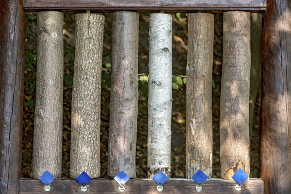 Sections of different tree trunks for comparison, lime (Tilia), oak (Quercus), red oak (Quercus