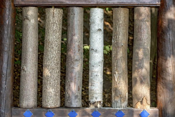 Sections of different tree trunks for comparison, lime (Tilia), oak (Quercus), red oak (Quercus