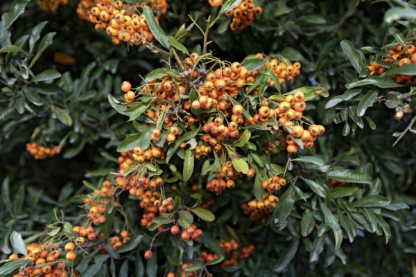 European firethorn (Pyracantha coccinea), Mediterranean firethorn with fruits, berries, forest