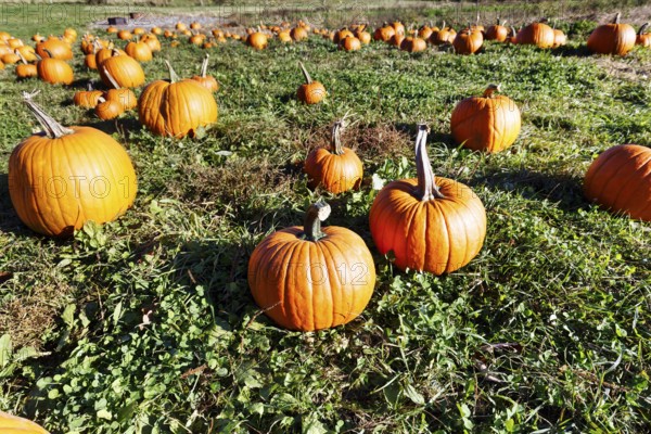 Pumpkins in a field, harvesting, sustainable farm in Freeport, Wolfe's Neck Center, Maine, New