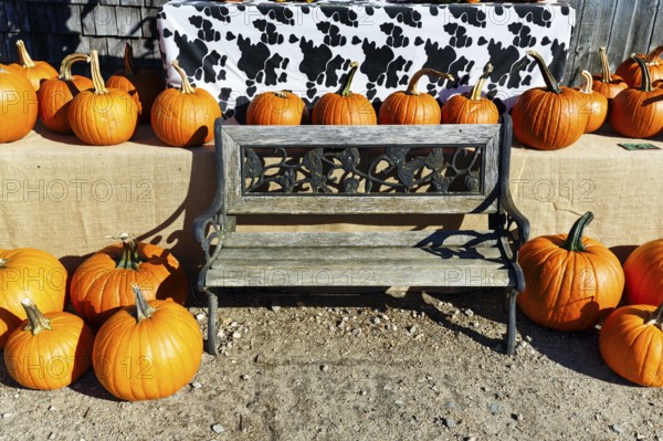 Pumpkins next to a wooden bench, decoration, harvest harvest, agricultural produce, sustainable