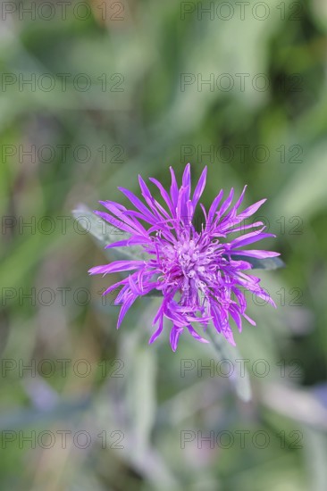 Meadow knapweed or common knapweed (Centaurea jacea), flower, Wilnsdorf, North Rhine-Westphalia,