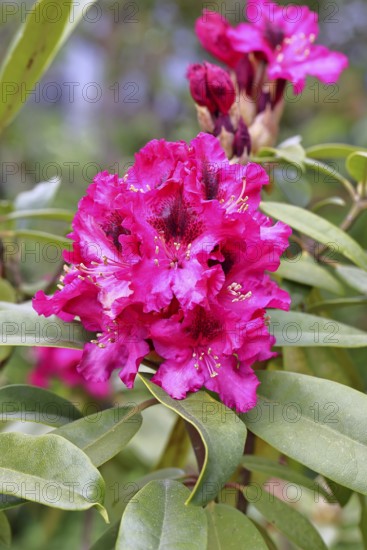 Rhododendron flowers (Rhododendron Homer), red flowers, in a garden, Wilnsdorf, North