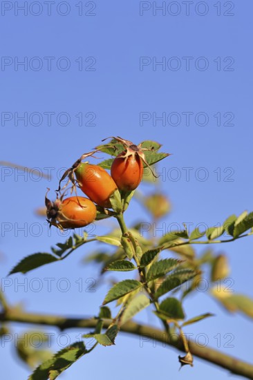 Ripe rosehip fruit of the dog rose (Rosa canina) on a branch, in front of a blue sky, Wilnsdorf,