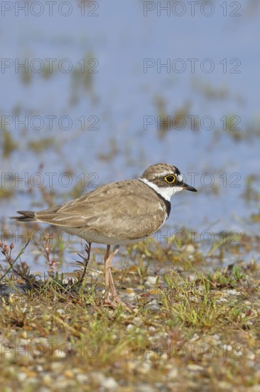 Little Ringed Plover (Charadrius dubius) adult bird standing on the lakeshore, Lake Neusiedl