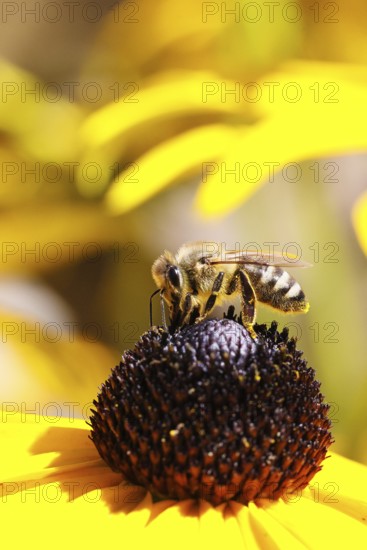 European honey bee (Apis mellifera), collecting nectar from a flower of the yellow coneflower