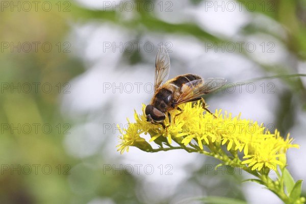Dung bee (Eristalis tenax), collecting nectar from a yellow goldenrod (Solidago) flower, North