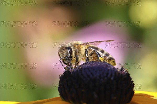 European honey bee (Apis mellifera), collecting nectar from a flower of the yellow coneflower