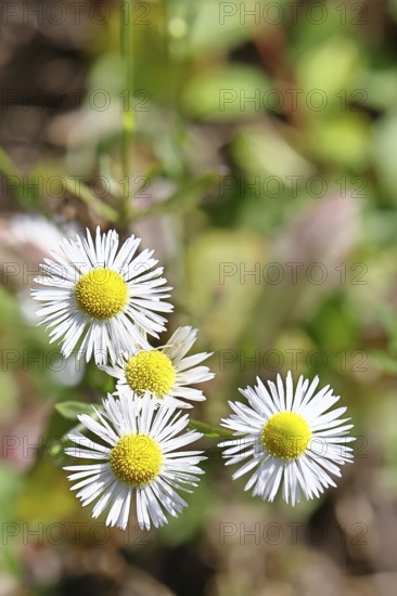 Annual ragweed (Erigeron annuus), by the wayside in a field, Wilnsdorf, North Rhine-Westphalia,