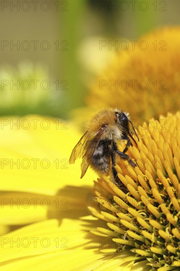 Field bumblebee (Bombus pascuorum), collecting nectar on a coneflower (Echinacea), close-up,