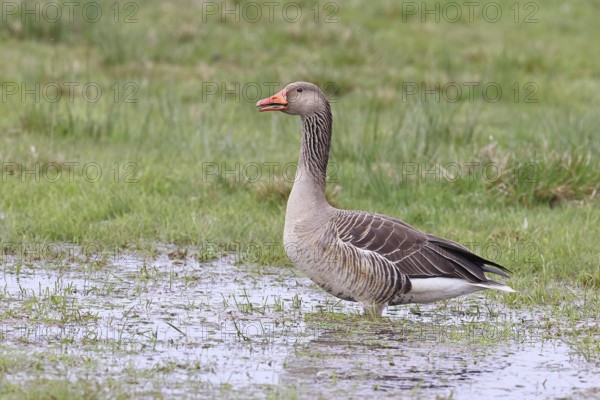 Grey goose (Anser anser) on a moor, Dümmer, Lake Dümmer, Ochsenmoor, Hüde, Lower Saxony, Germany