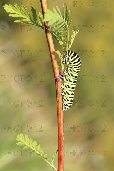 Swallowtail caterpillar (Papilio machaon), caterpillar sitting on Wild carrot (Daucus carota),