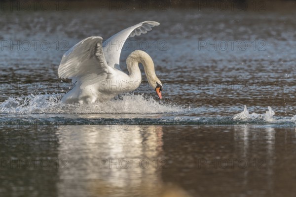 Swan spreads his wings as he flees from the pond. The water splashes around him. It is a lively