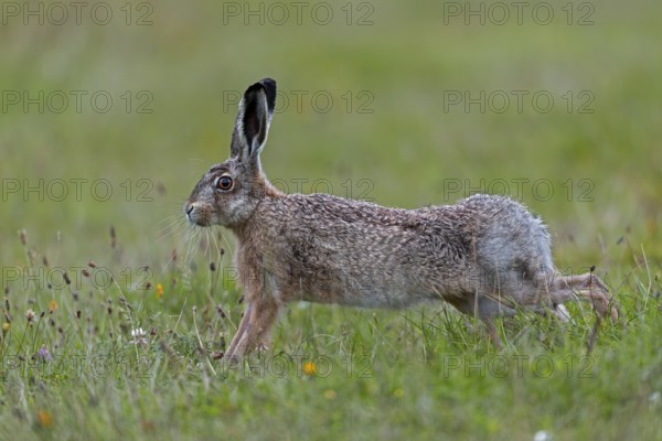 Anyone observing the behaviour of brown hares (Lepus europaeus) will notice recurring patterns of