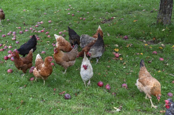 Chickens (Gallus gallus domesticus) in a meadow with fallen apples (Malus), Morschreuth, Upper