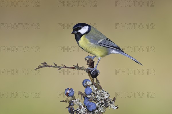 Great tit (Parus major), sitting on a branch in a blackthorn bush, (Prunus spinosa), sloes, with