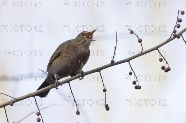 A female blackbird (Turdus merula) with a berry in her beak sitting on a branch in autumnal