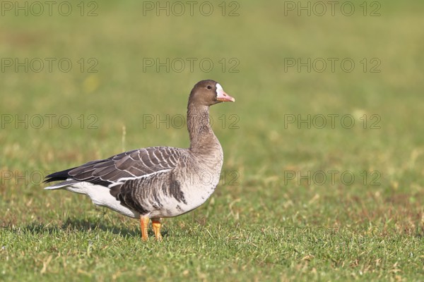 White-fronted goose (Anser albifrons), standing in a meadow in the wintering area, wildlife,