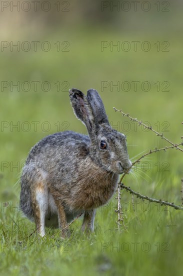 An obviously interesting scent on a larch branch lying on the ground makes the brown hare (Lepus