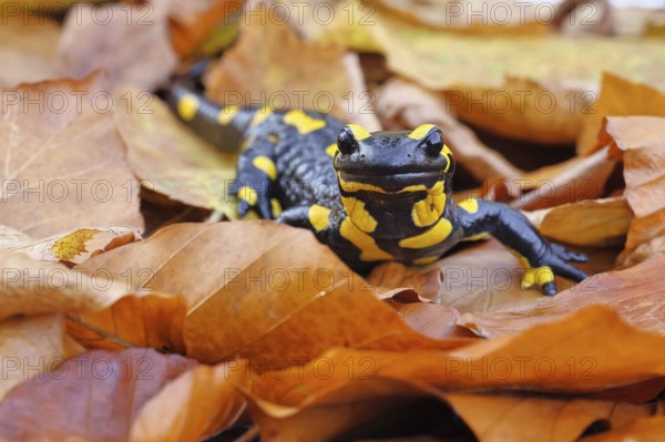 Fire salamander (Salamandra salamandra), in a beech forest on autumn leaves, autumn, Wilnsdorf,