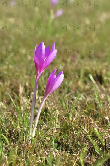 Autumn crocus (Colchicum autumnale), half-opened flowers in a meadow, endangered, protected