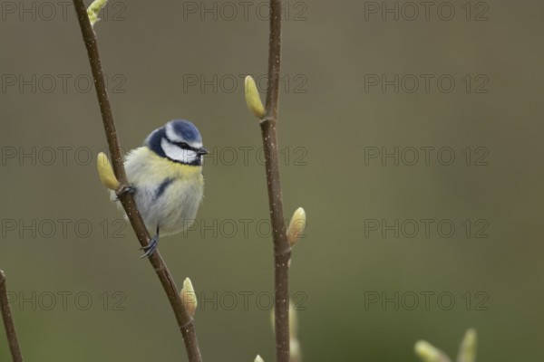 Blue tit (Cyanistes Caeruleus) adult garden bird on a Magnolia tree branch in spring, England,
