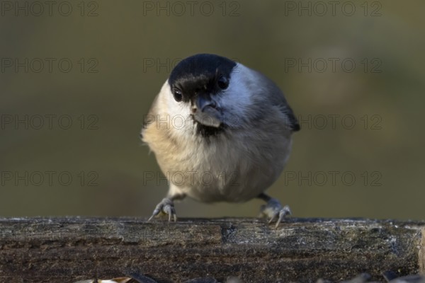 Marsh tit (Poecile palustris) adult bird eating a sunflower seed on a garden bird table in winter,