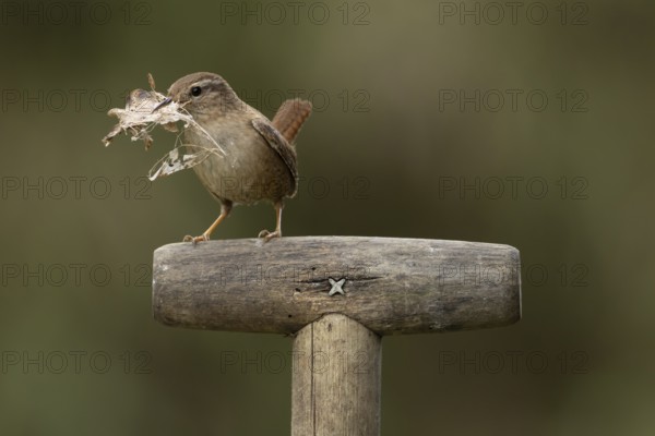 Eurasian wren (Troglodytes troglodytes) adult garden bird on a fork handle with nesting material in