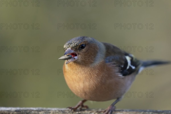 Eurasian chaffinch (Fringilla coelebs) adult male garden bird feeding on a seed in winter, England,