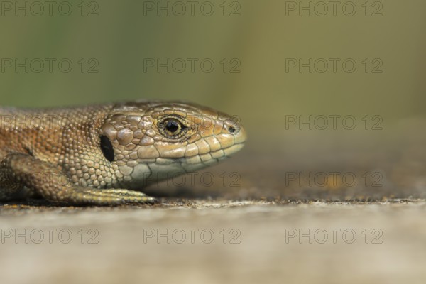 Common lizard (Zootoca vivipara) adult reptile resting on a wooden sleeper in summer, England,