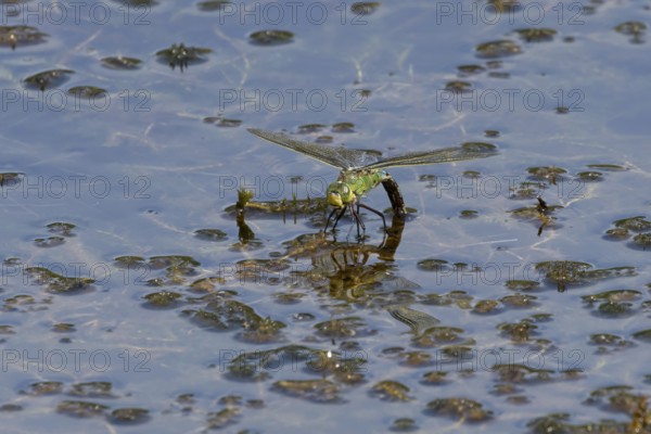 Emperor dragonfly (Anax imperator) adult female insect egg laying or ovipositing on the water