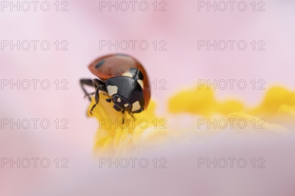 Seven-spot ladybird or ladybug (Coccinella septempunctata) adult beetle on a garden Camellia flower